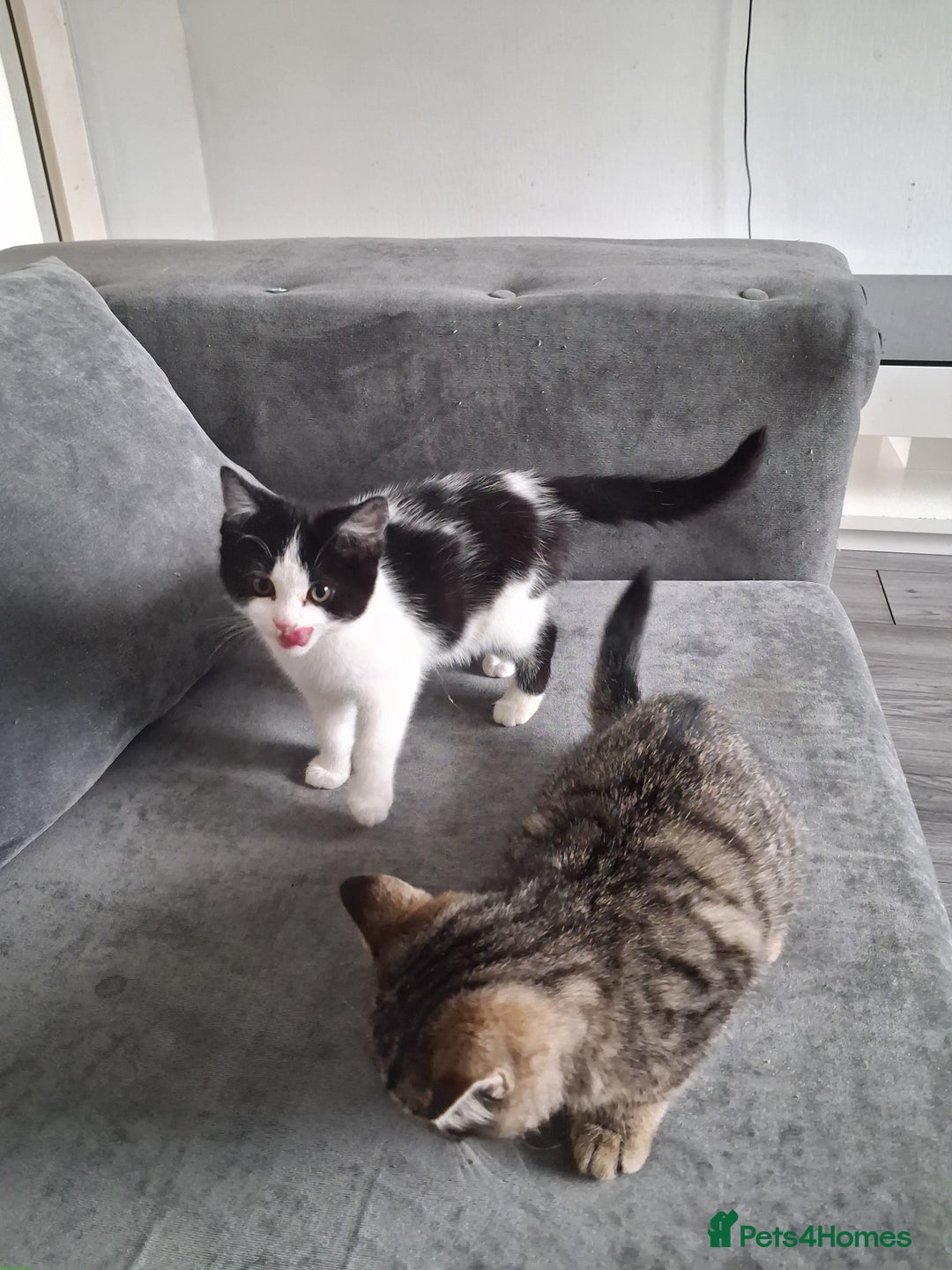 British Shorthair cats for sale: British Shorthair kitten  - Advert 3