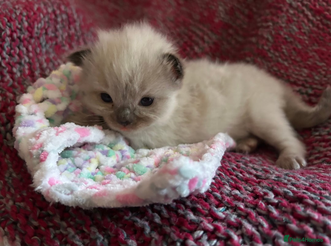 Ragdoll cats for sale: 💞 RAGDOLL Kittens Ready 13th August GrCh Blood - Image 20