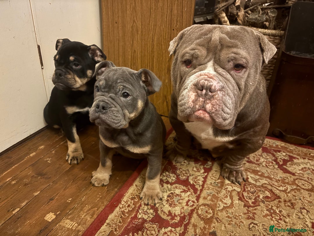 English Bulldog dogs for sale: English Bulldogs - Advert 3