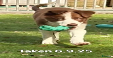 Border Collie dogs - Advert 2