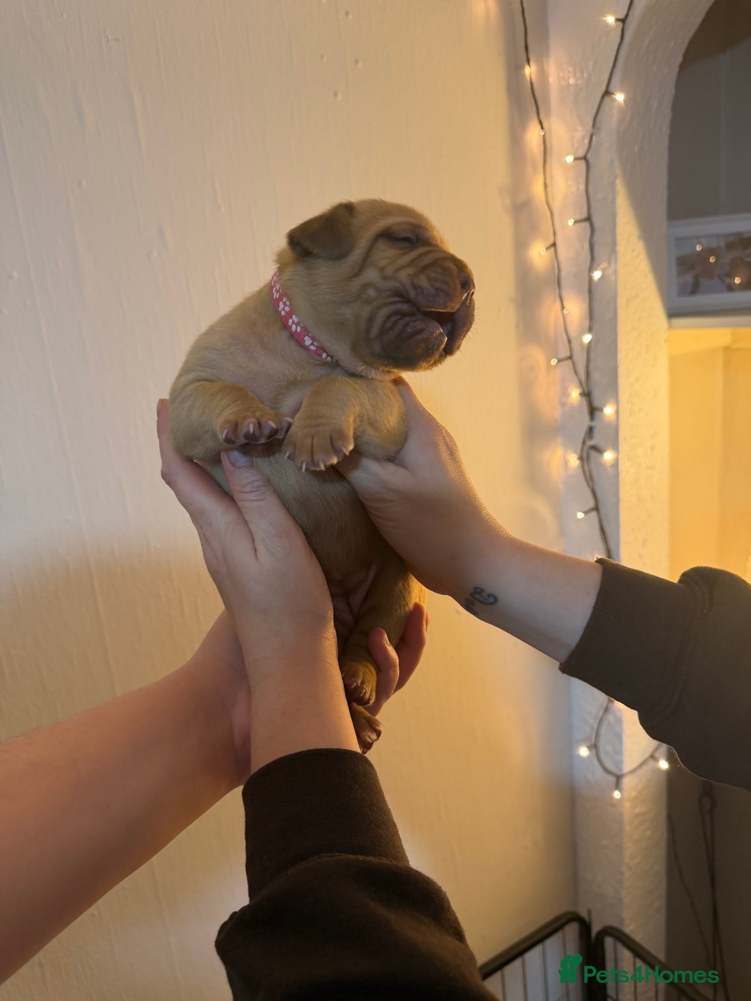 Dogue De Bordeaux dogs for sale: Beautiful Dogue De Bordeaux Puppies - Advert 27