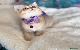 British Shorthair cats for sale: Quality British Shorthair kittens  - Image 6