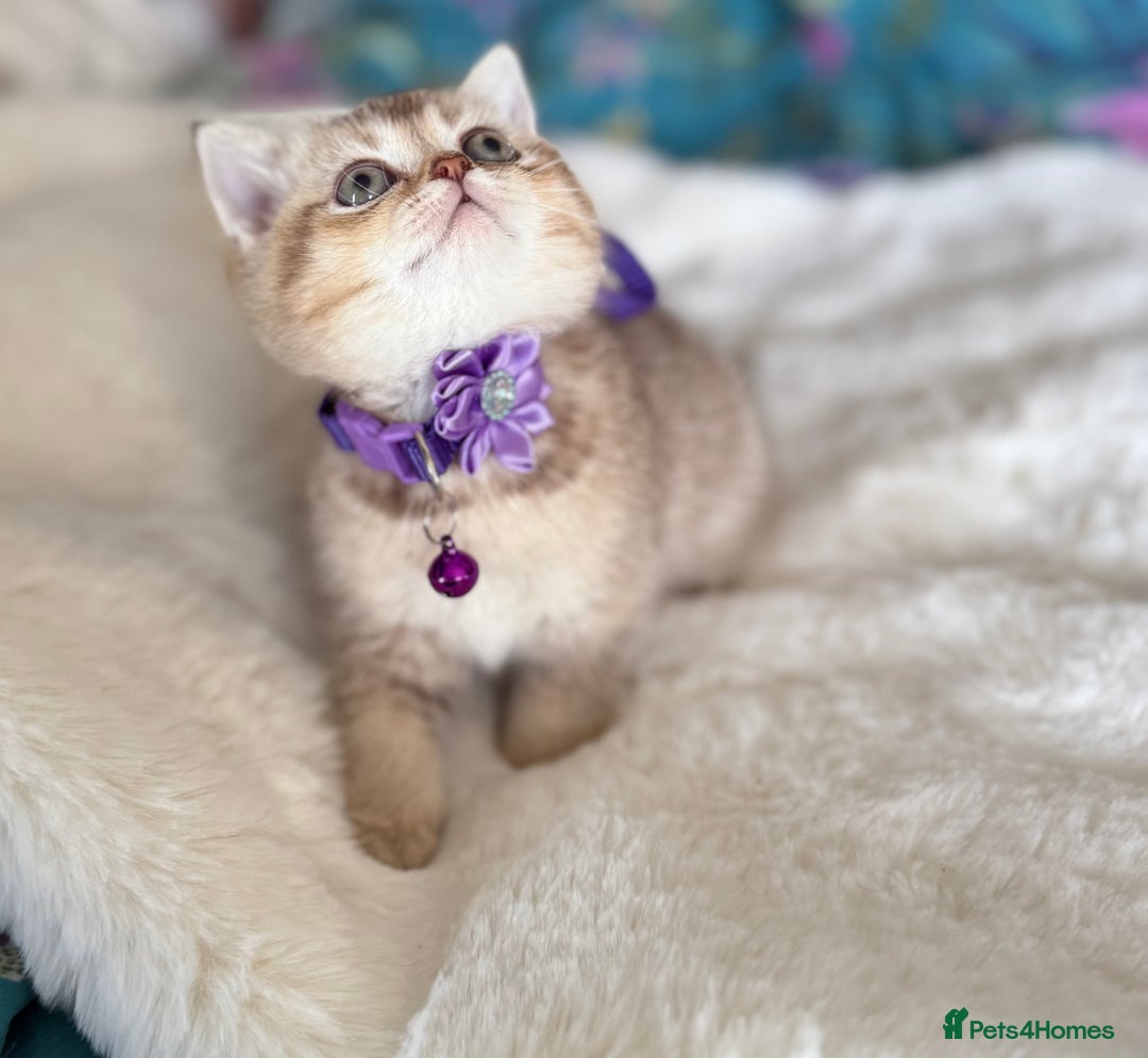 British Shorthair cats for sale: Quality British Shorthair kittens  - Image 6