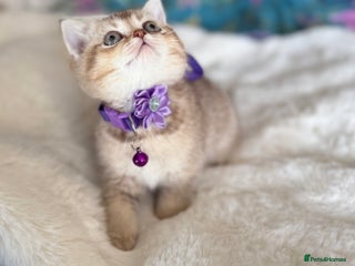 British Shorthair cats - Advert 25