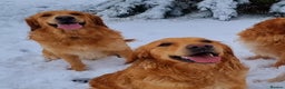 Golden Retriever dogs for stud: Beautiful Golden Retriever available for Stud in Wrexham - Advert 7