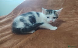 Mixed Breed cats for sale: Kittens  - Image 7