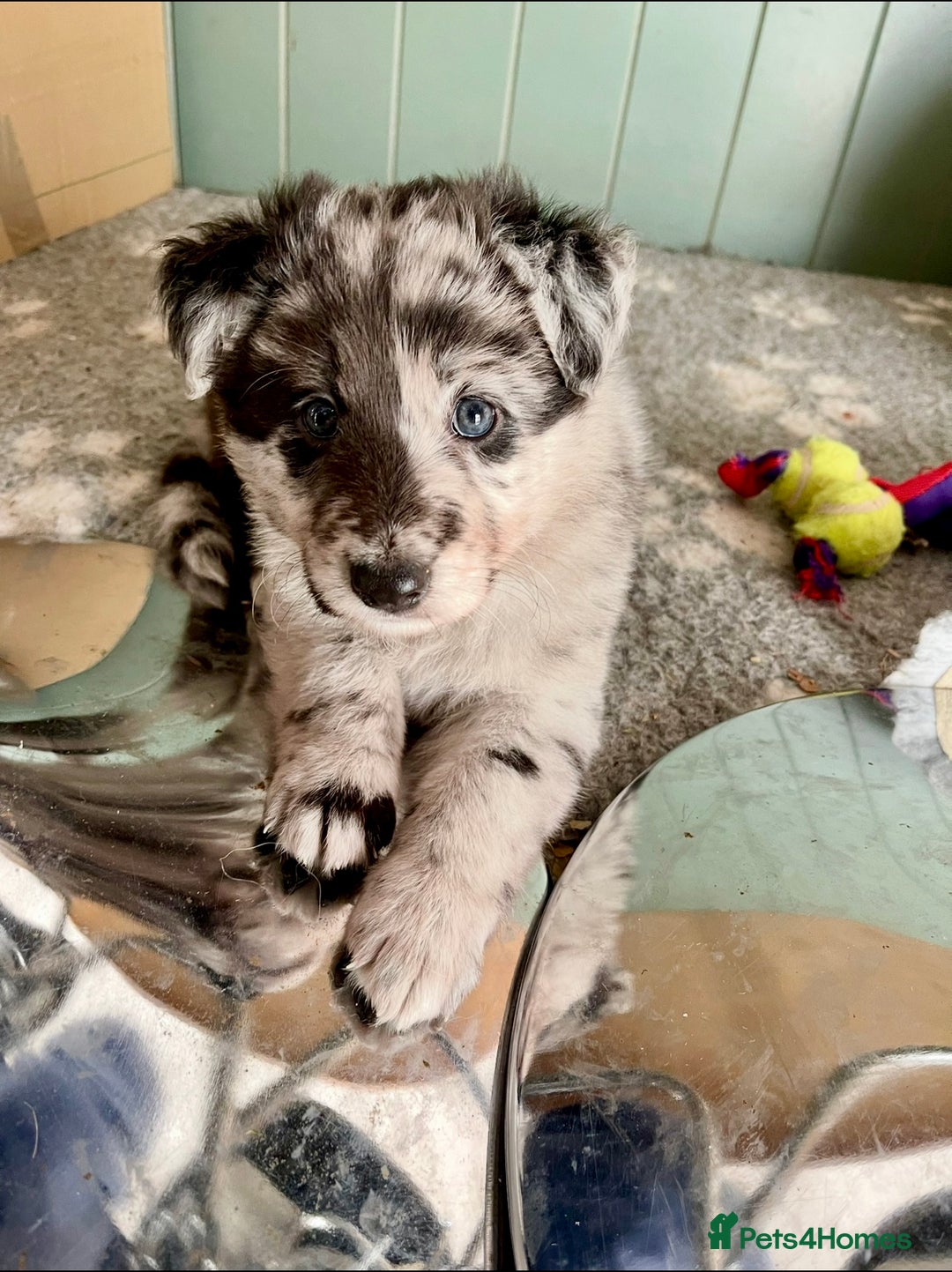 Mixed Breed dogs for sale: Beautiful long haired GSD cross collie pups  - Image 5