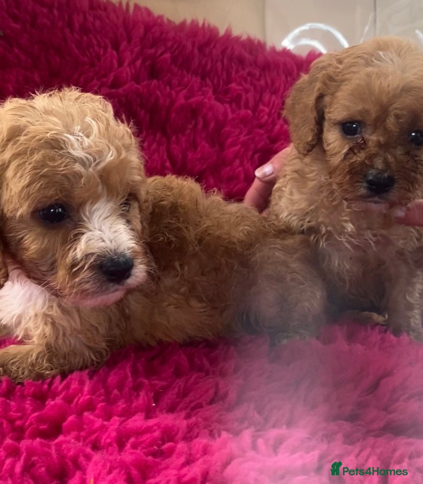 Cavapoo dogs F1 Cavapoo boys/girls  - Advert 1