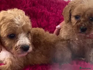 Cavapoo dogs F1 Cavapoo boys/girls - Advert 1