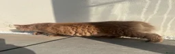 British Longhair cats for sale: Cinnamon British long hair girl 🧡 - Advert 9