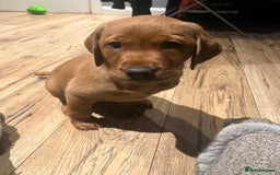 Labrador Retriever dogs for sale: KC reg health tested lab pups  - Image 1