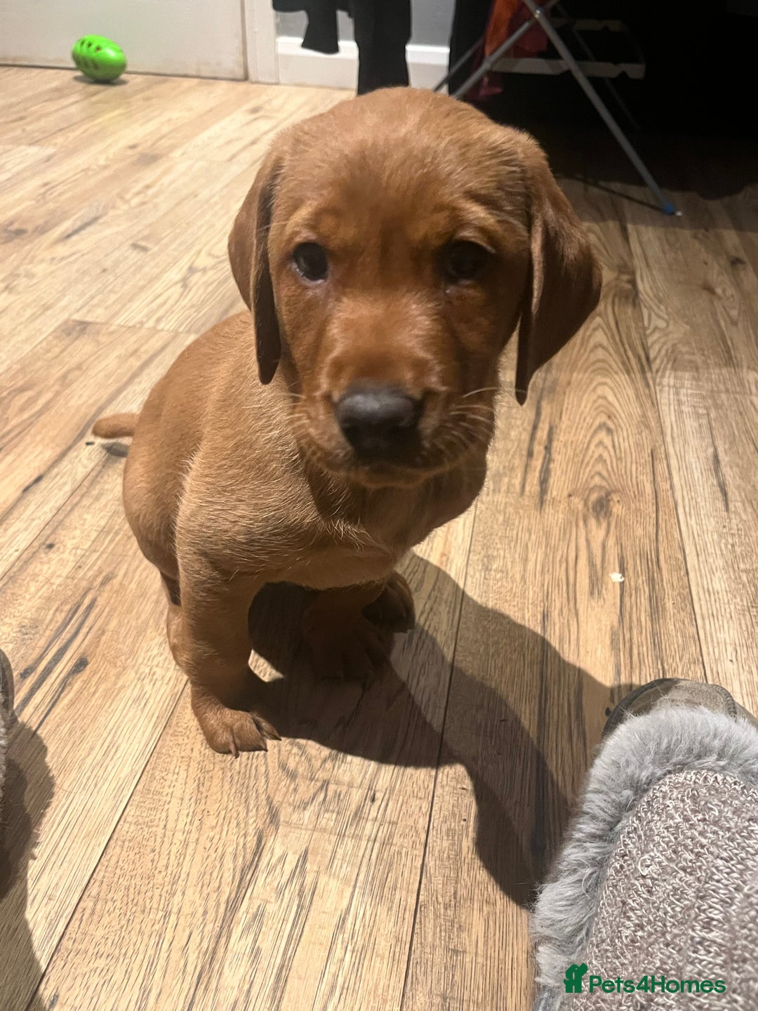 Labrador Retriever dogs for sale: KC reg health tested lab pups  - Image 1
