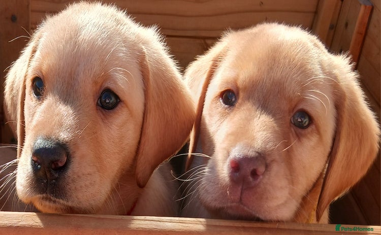 Labrador Retriever dogs - Advert 2