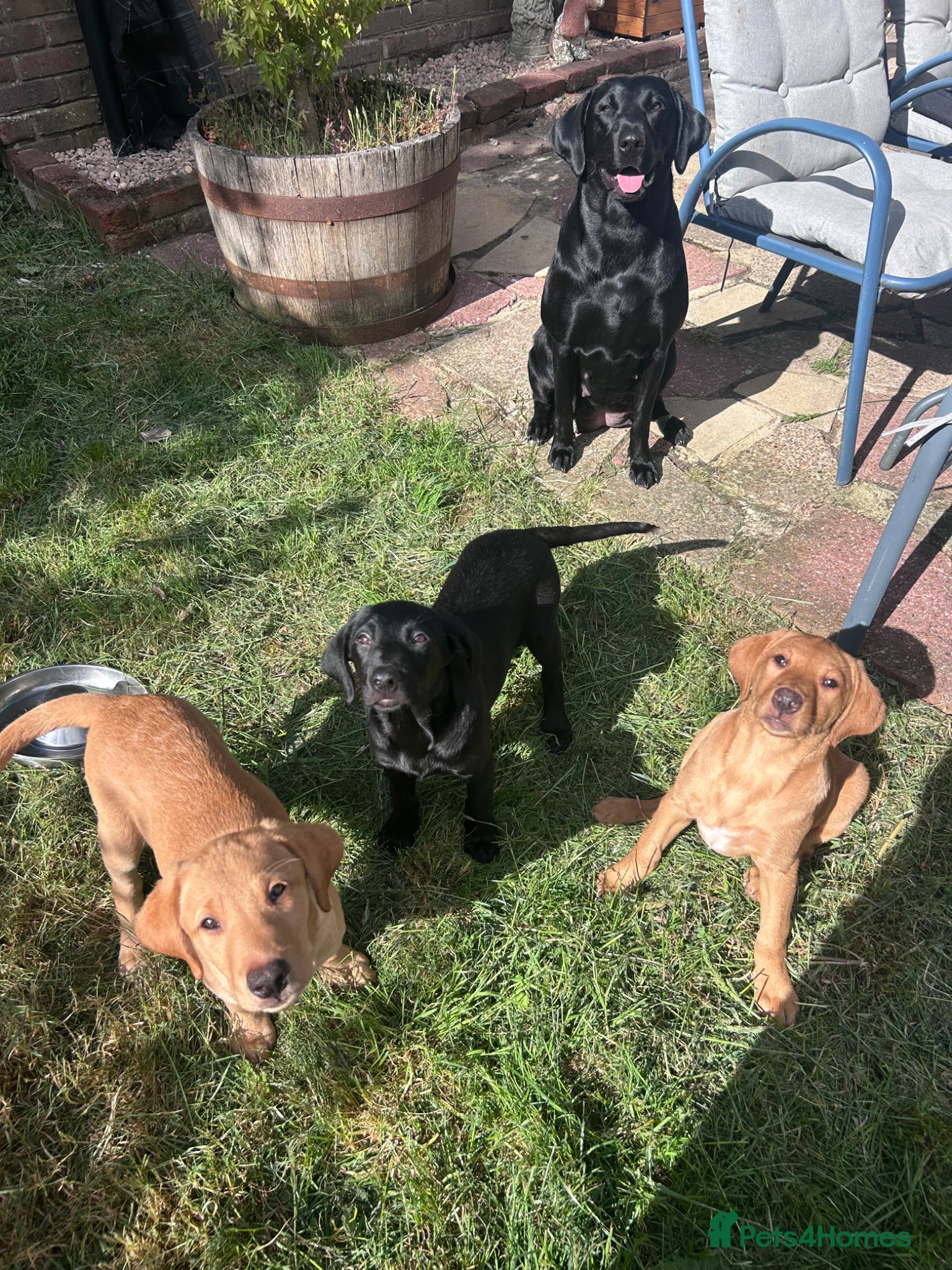 Labrador Retriever dogs Beautiful litter of Labrador puppies  - Advert 13