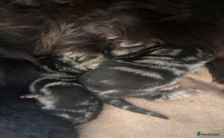 Mixed Breed cats - Advert 14