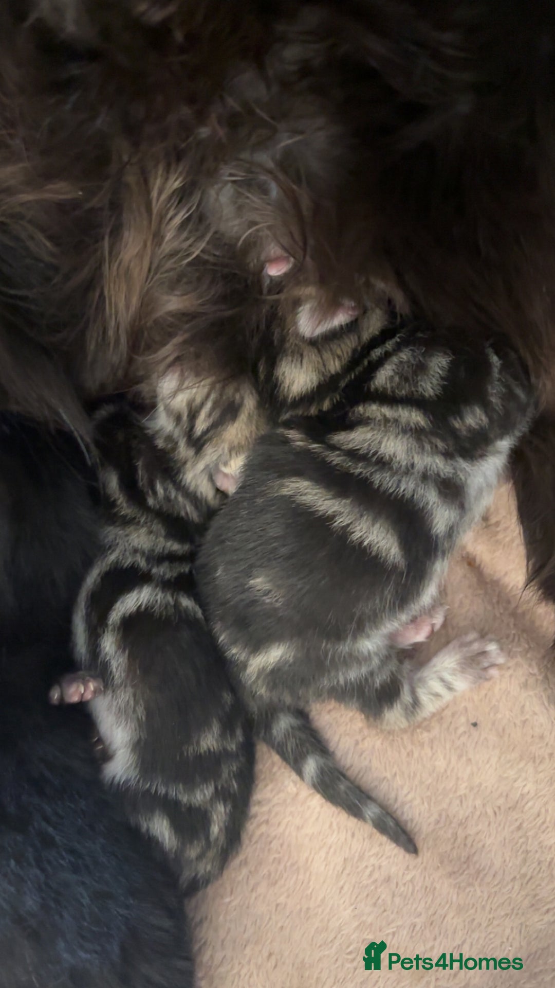 Mixed Breed cats for sale: Boys and girls available  - Image 1