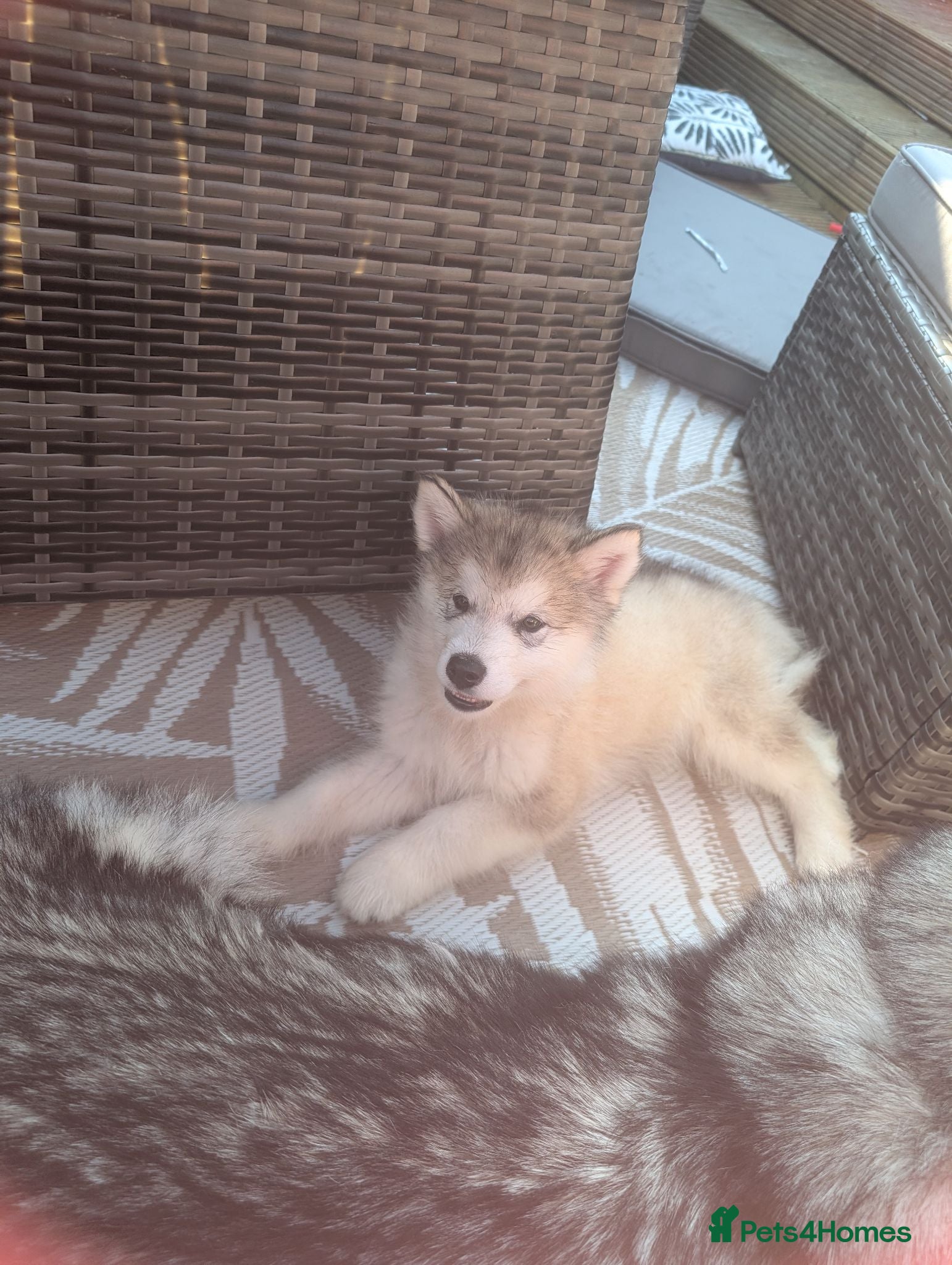 Alaskan Malamute dogs Champ KC Reg Alaskan Malamute Puppies - Advert 1