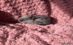 Lionhead rabbits for sale: Lionhead bunnies - Image 5