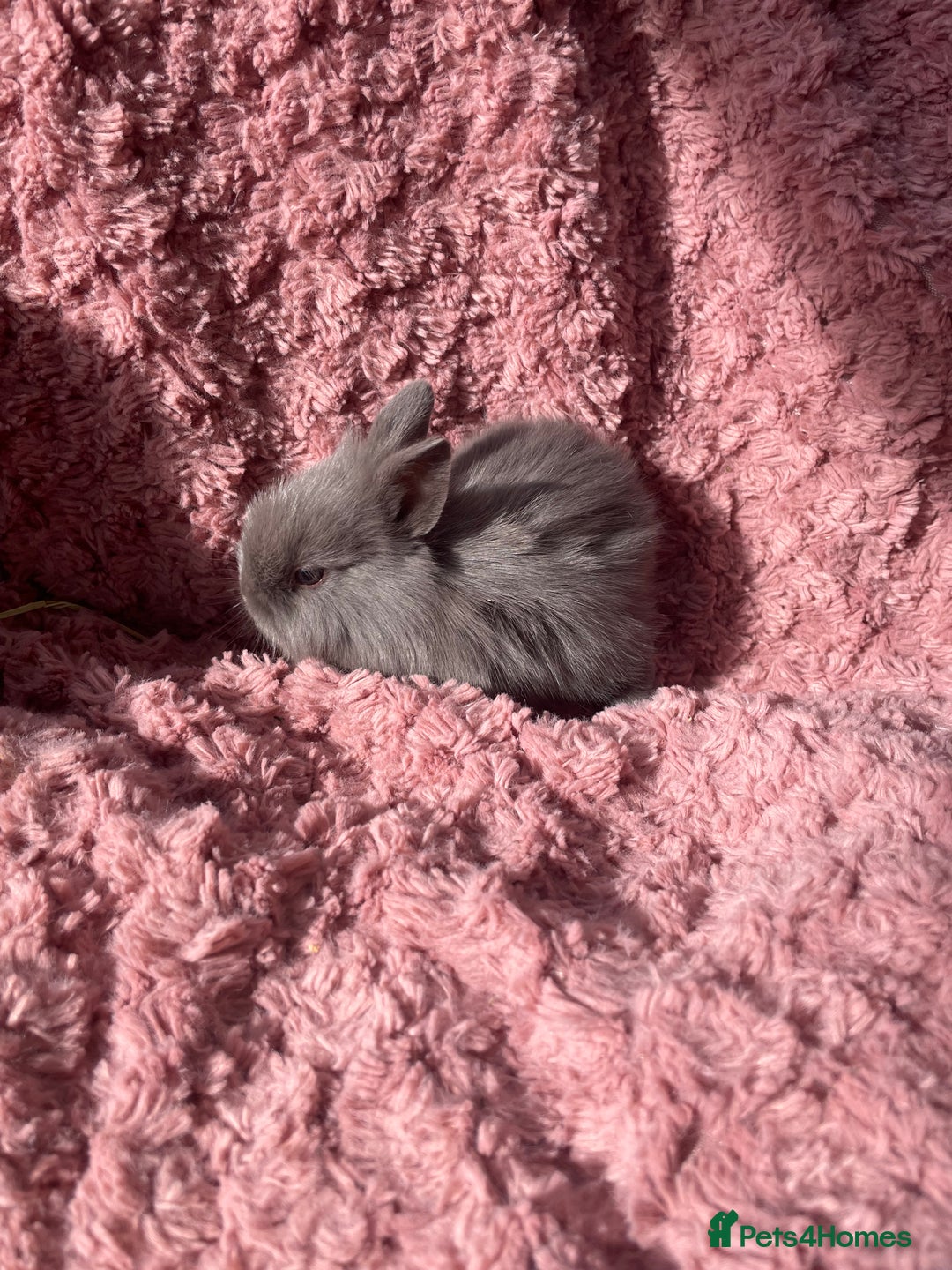 Lionhead rabbits for sale: Lionhead bunnies - Image 5