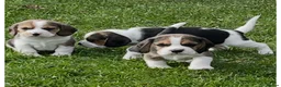 Beagle dogs for sale: Champion Bred Puppies (KC reg) - Advert 1
