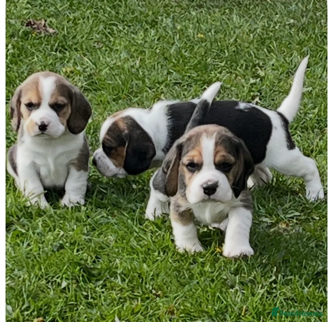 Beagle dogs for sale: Champion Bred Puppies (KC reg) - Advert 1
