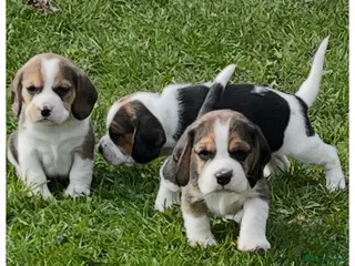 Beagle dogs Champion Bred Puppies (KC reg) - Advert 18