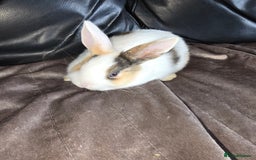 Dutch rabbits for sale: 7 rabbits looking for their forever homes - Advert 2