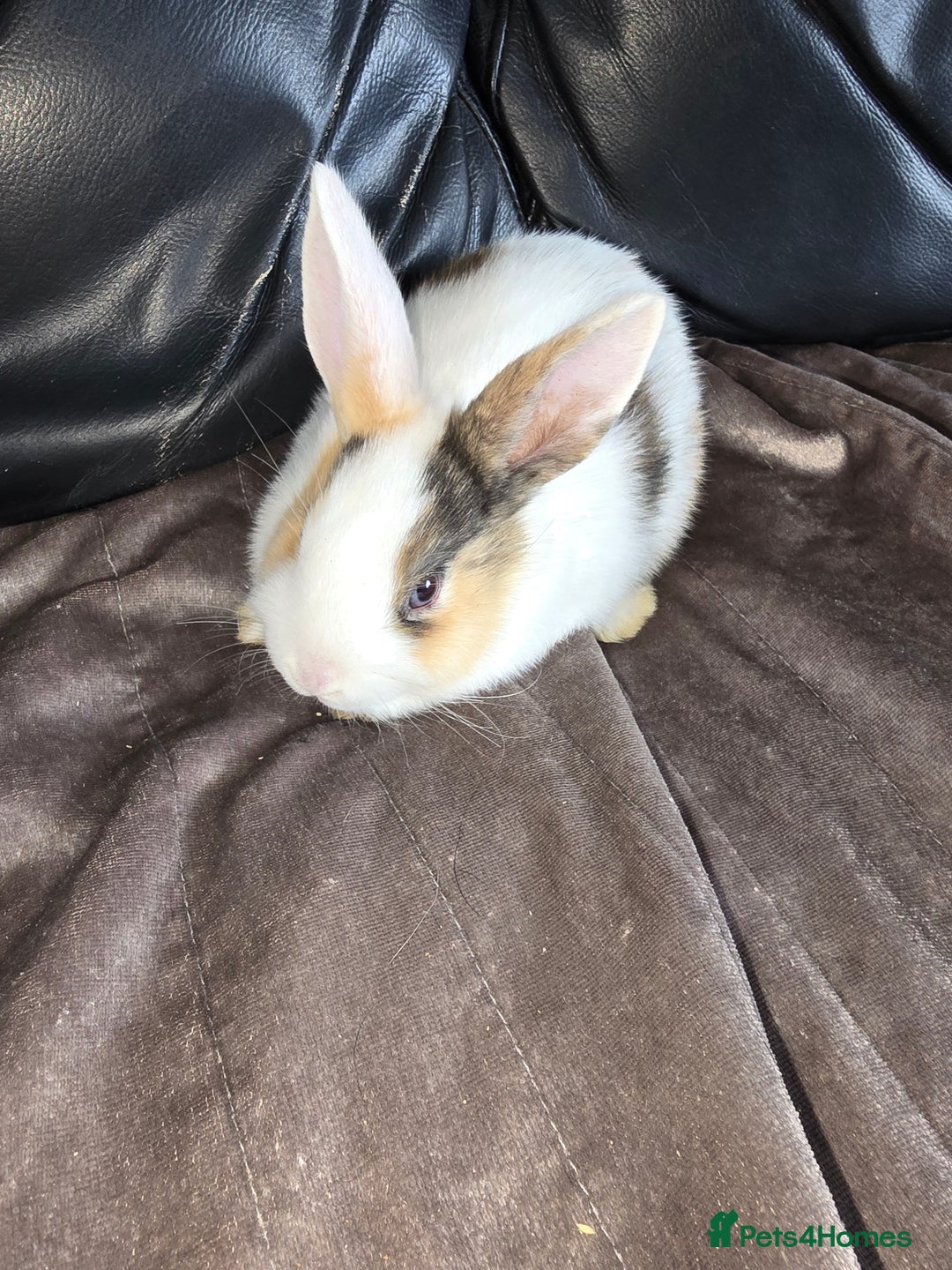 Dutch rabbits for sale: 7 rabbits looking for their forever homes - Advert 2