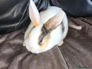 Dutch rabbits 1 female bunny looking for forever home. - Advert 2