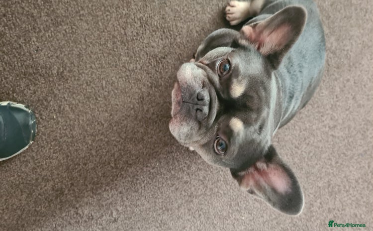French Bulldog dogs - Advert 11