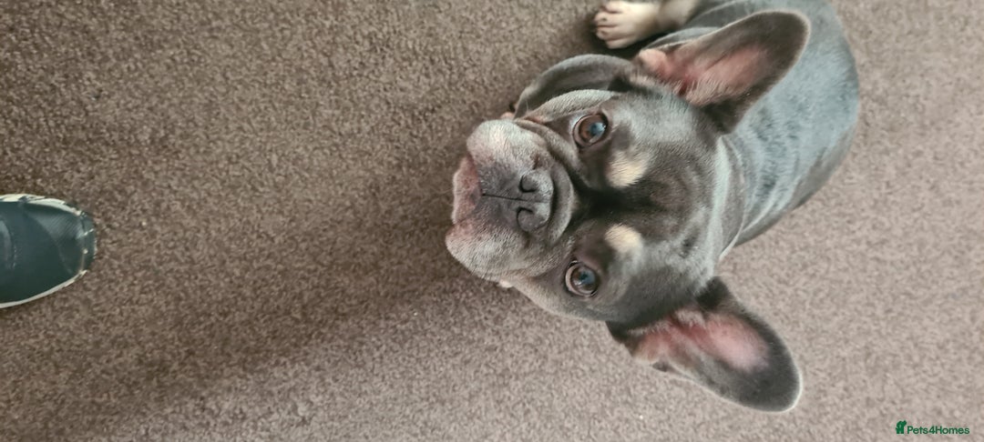 French Bulldog dogs for sale: French Bulldog (female) - Image 1