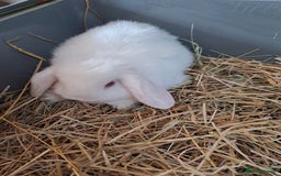 Mini Lop rabbits for sale: 3 lovely mini lop ear bunnies - Image 6