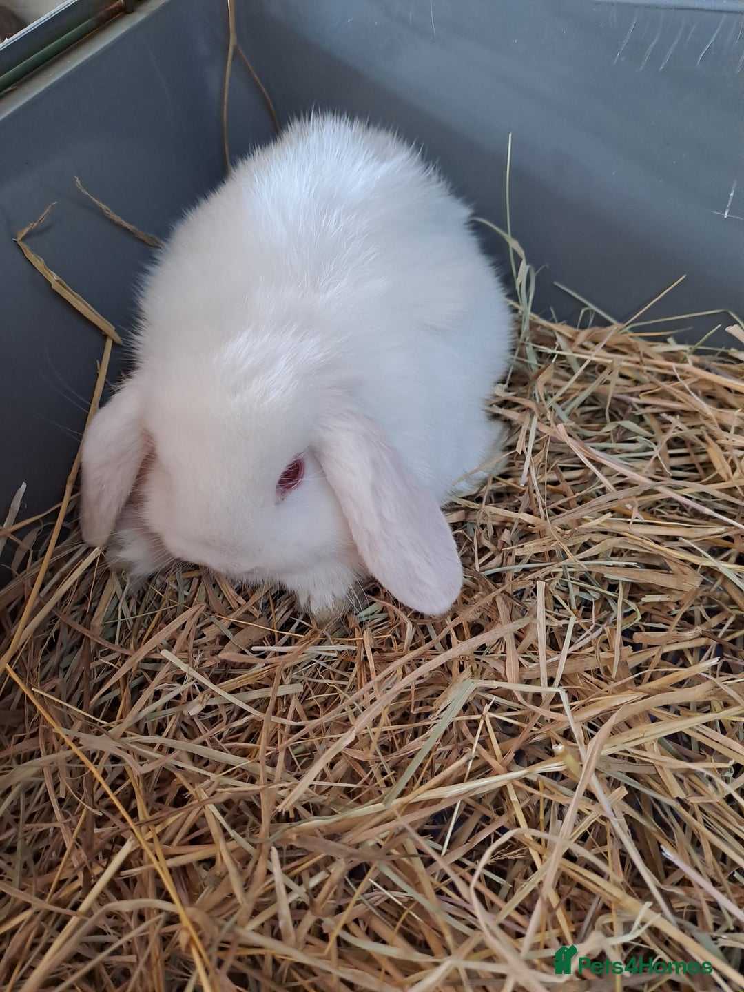 Mini Lop rabbits for sale: 3 lovely mini lop ear bunnies - Image 6