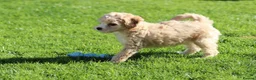 Cavapoochon dogs for sale: Beautiful Cavapoochon puppies for sale - Advert 28