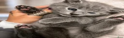 British Shorthair cats for sale: *reductions made* - JUST 2 BOYS LEFT!  - Advert 7