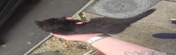 Mixed Breed cats for sale: Main coon British short hair cross in Cardiff - Advert 9