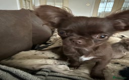 Chihuahua dogs for sale: Rehoming my 2 chihuahua boys - Image 2