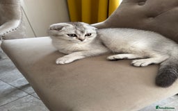 Scottish Fold cats for sale: Adorable Pure Scottish Fold Chinchilla Kittens in South Ockendon - Image 31