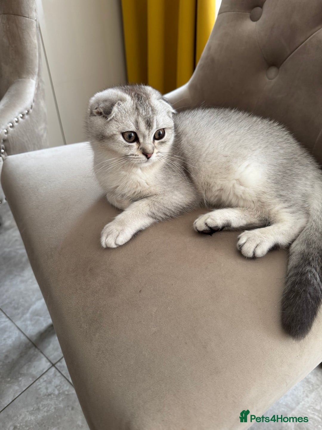 Scottish Fold cats for sale: Adorable Pure Scottish Fold Chinchilla Kittens in South Ockendon - Image 31