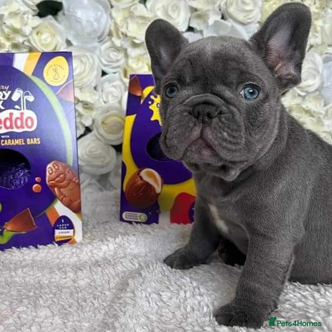French Bulldog dogs for stud: Mayan, Rfg, bva, Silver health tested Lilac tan in Sheffield - Advert 26
