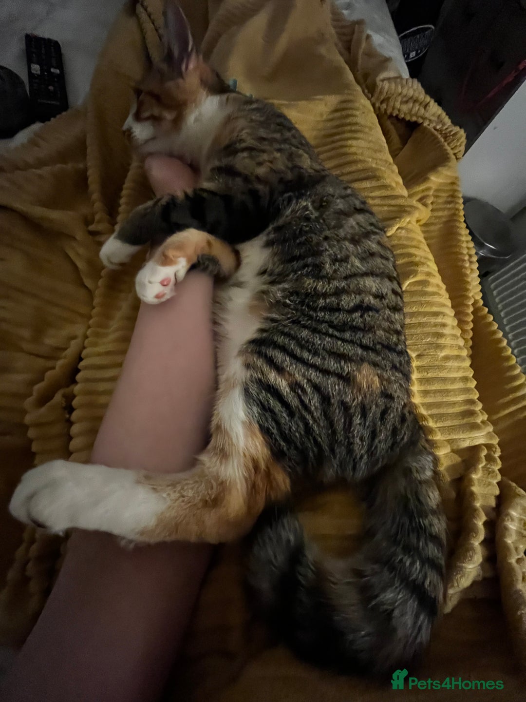 Mixed Breed cats for sale: Bella & Kali - Sisters Looking for a Loving Home - Advert 4