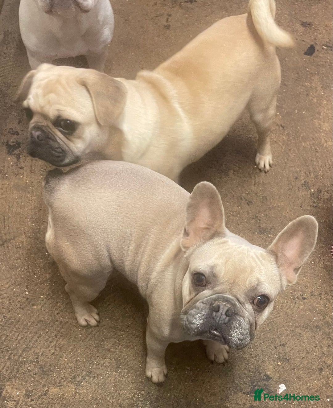 French Bulldog dogs for sale: Gorgeous blue fawn frenchie girl for sale  - Advert 1