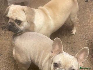 French Bulldog dogs Gorgeous blue fawn frenchie girl for sale - Advert 5