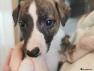 Whippet dogs - Advert 1