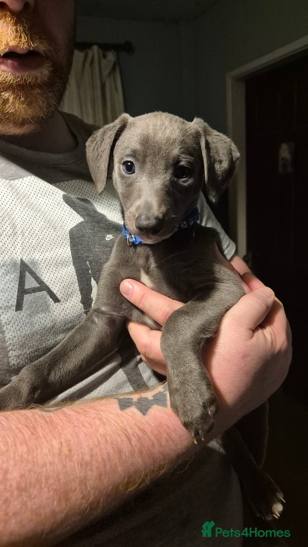 Mixed Breed dogs for sale: Greyhound lurcher cross - Advert 6