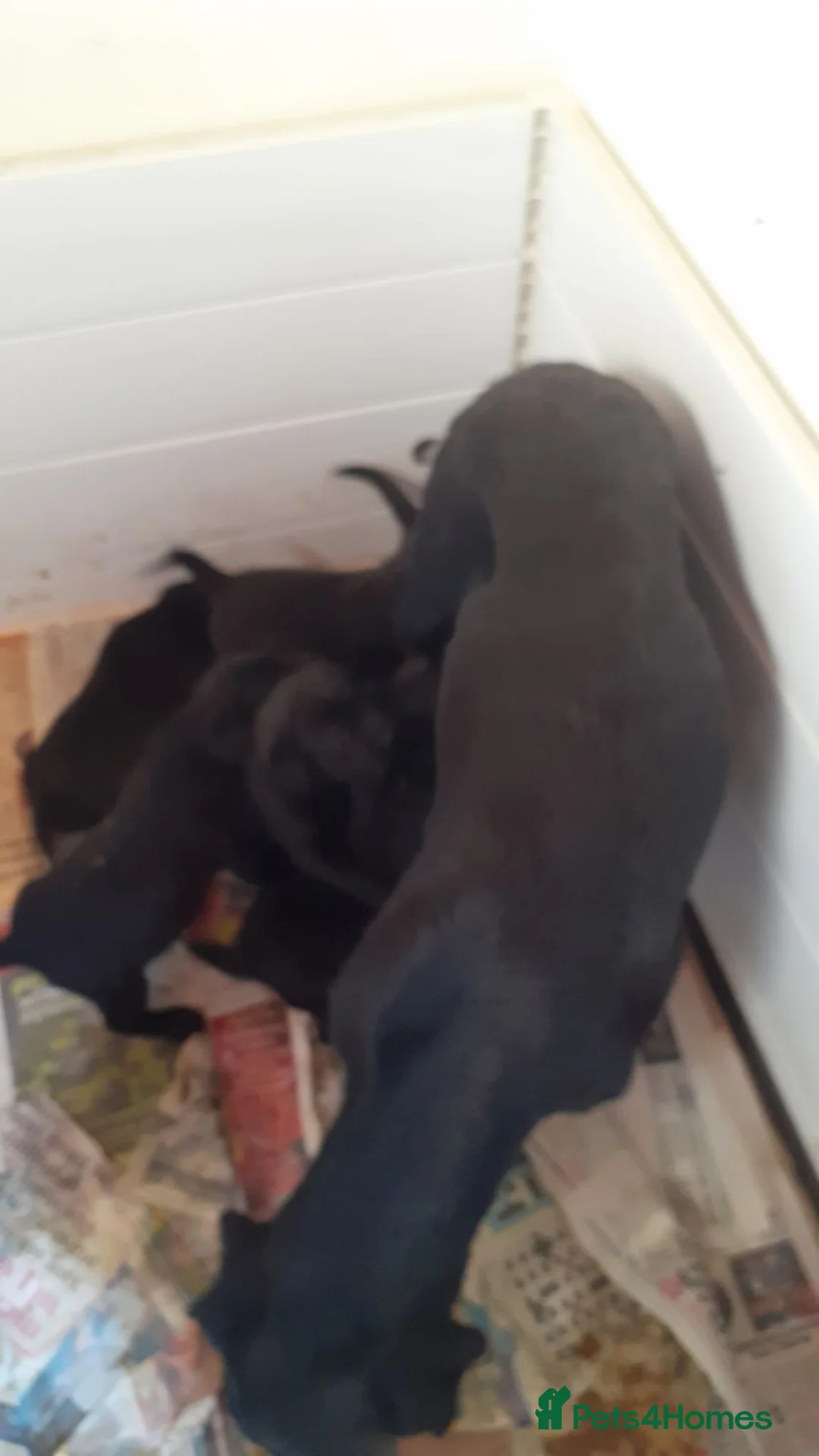 Labrador Retriever dogs for sale: Extremely Well Bred Labrador Pups for Sale - Advert 4