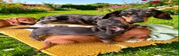 Miniature Dachshund dogs for sale: Gorgeous Miniature Dachshund Puppies -RKC - Advert 6