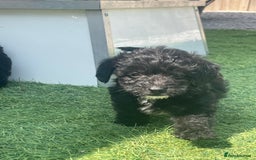 Doxiepoo dogs for sale: Doxiepoos - Image 14