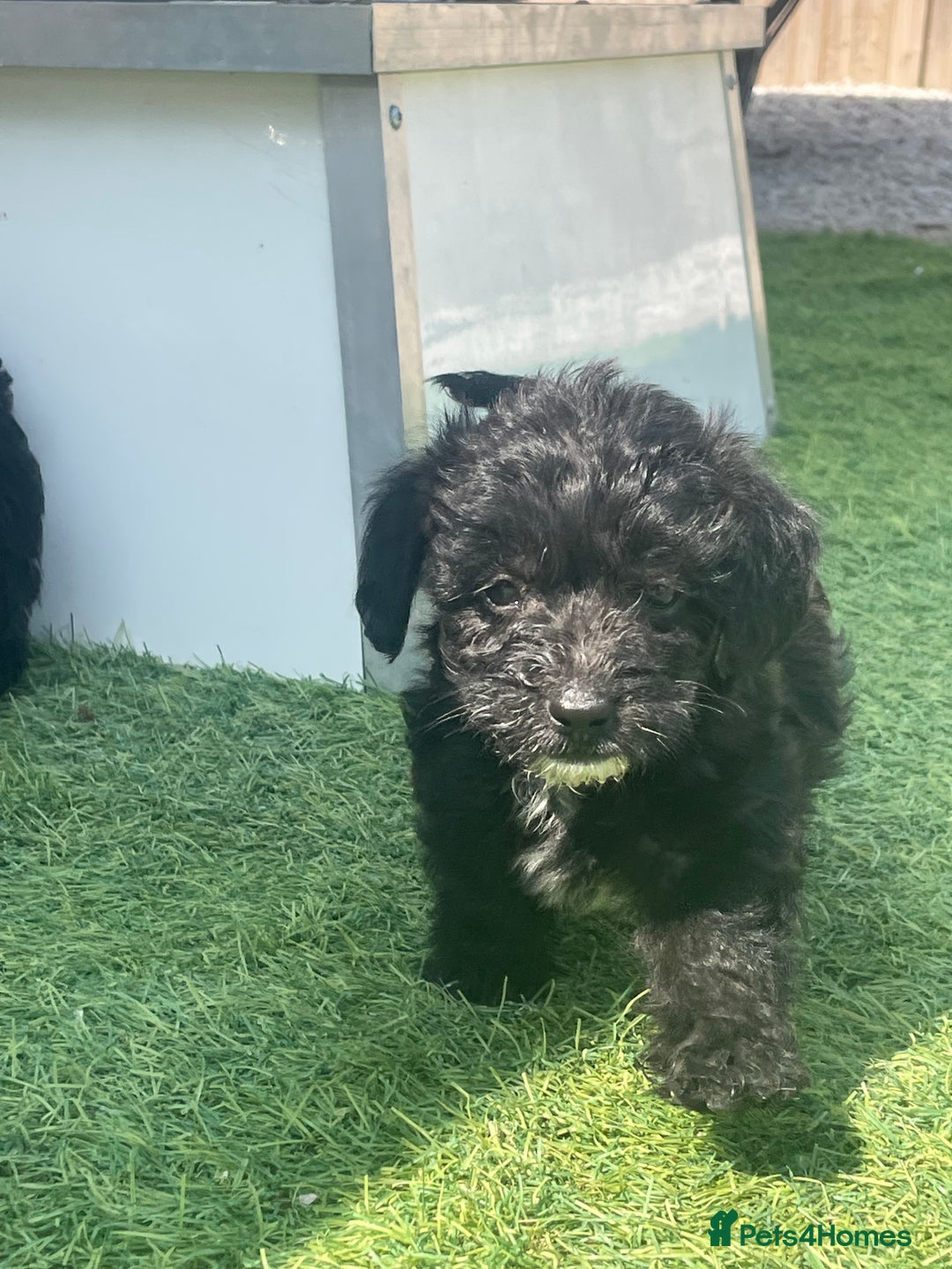 Doxiepoo dogs for sale: Doxiepoos - Image 14
