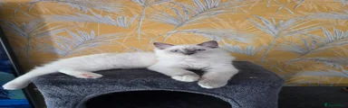 Ragdoll Kitten 4